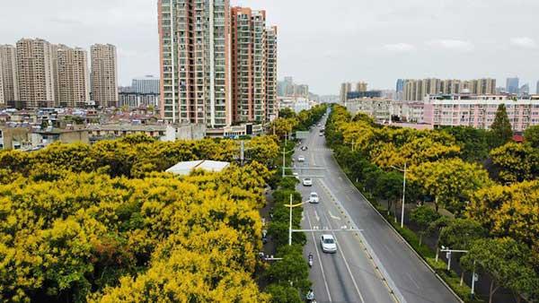 欒花綻放秋意濃